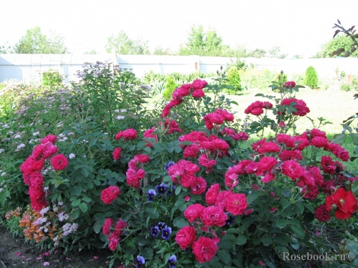 Роз канадскаяа Морден Аморетт С4 Закупка М43 июнь 2026