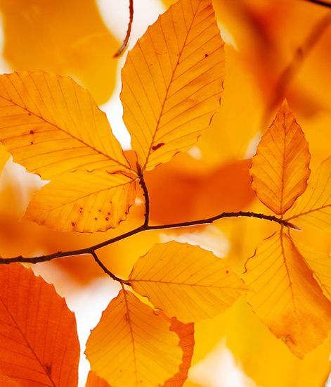 Supreme Amber, наполнитель для диффузора, Culti Milano