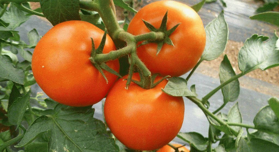 КОРВИНУС F1 семена томата Seminis отзывы – фото 7