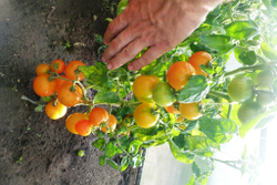 Помидоры — Ola Polka – Оля Полька