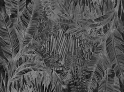 Коллекция ZOO