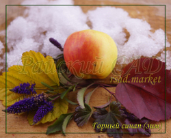 Яблоня Горный Синап