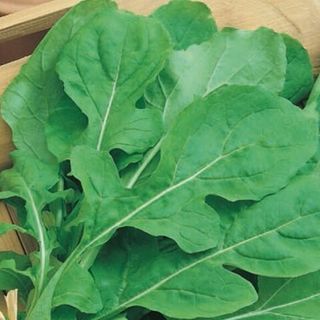 Руккола культурная Индау Покер 25 грамм