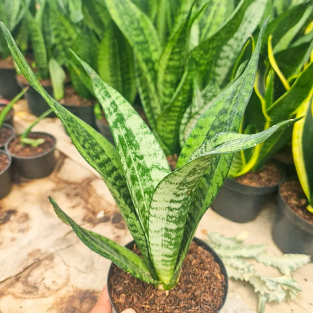 Сансевиерия MOONSHINE MUT AVE