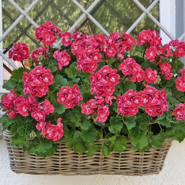 2808 Пеларгония зональная MOONLIGHT CORALI (Весна 2026)