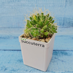 Mammillaria Longimamma (Маммилярия)