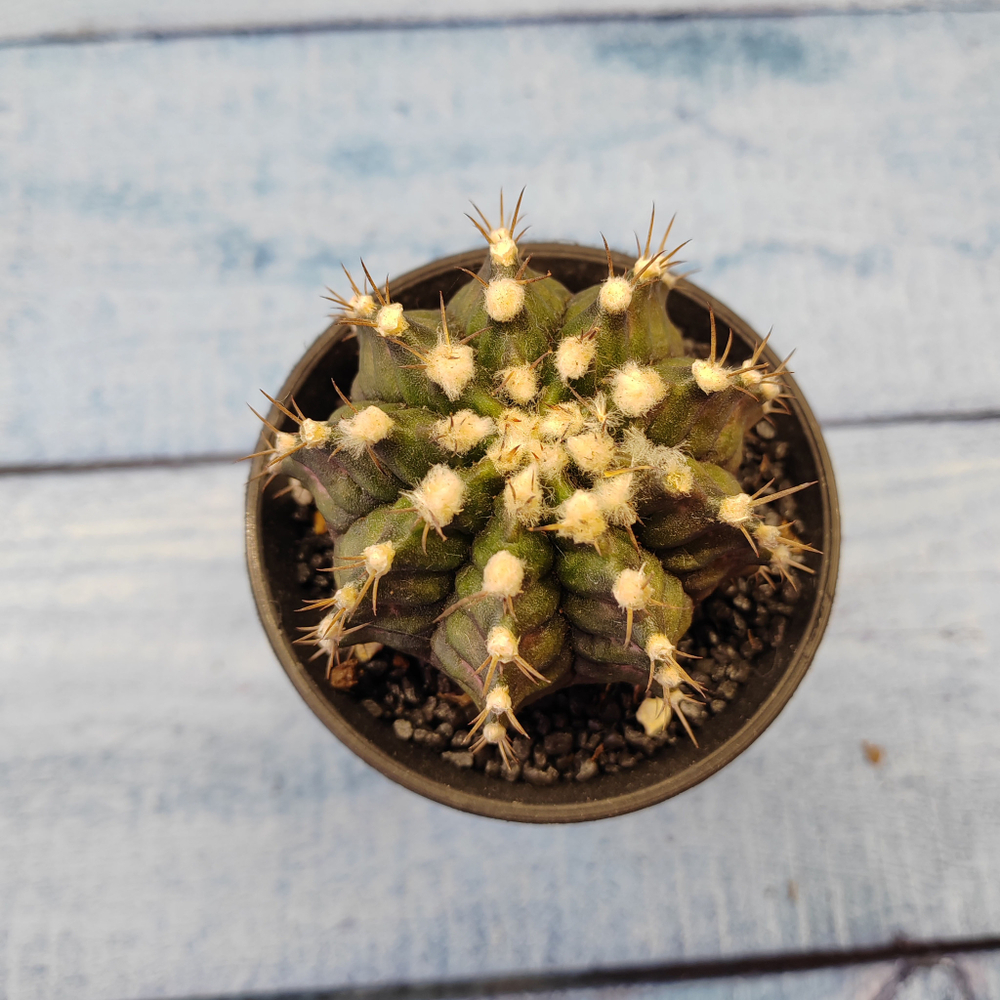 Gymnocalycium T-Rex hybride (Гимнокалициум T-rex)