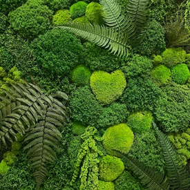 Что такое стабилизированный мох?