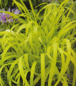 Бор развесистый "Aurea". Milium effusum "Aurea".