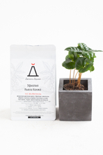 Кофейное дерево в бетонном кашпо