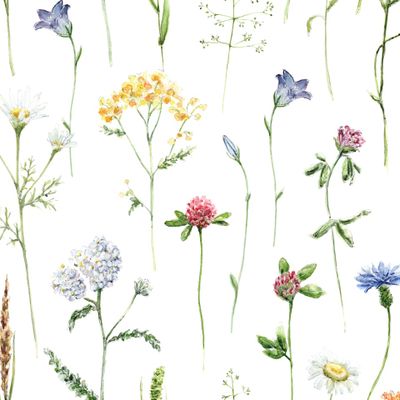 Полевые цветы, Луговые цветы крупные на белом фоне @Daria.Kreskina