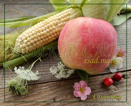 Яблоня Солнышко
