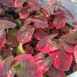 Каладиум RED DEVILS