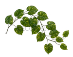 Потос Giant лиана дл-240 см 15 листов (Sensitive Botanic) 6/24 20.092235GY