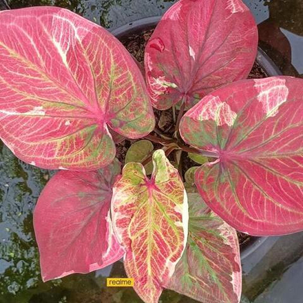 Каладиум SEDTHEE NGERN LAN - DOLLAR MILLIONAIRE