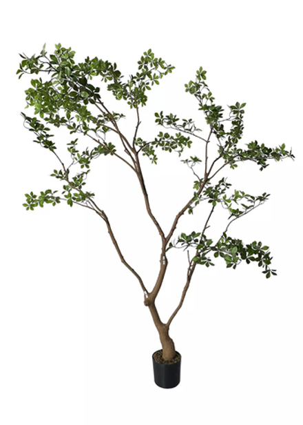 Баньяновое дерево 230 см в кашпо