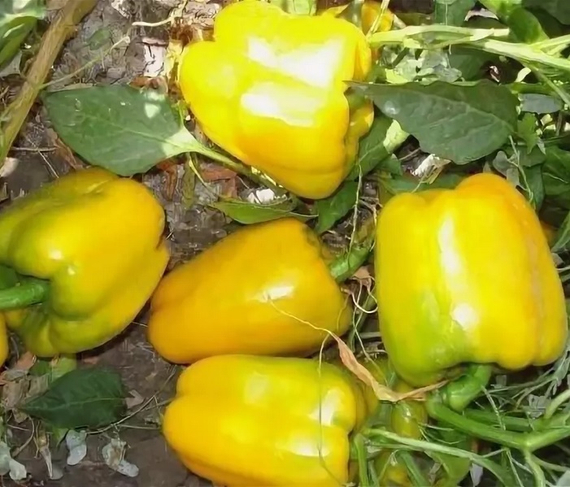 Велез F1 семена перца сладкого (Enza Zaden / Энза Заден) – фото 2