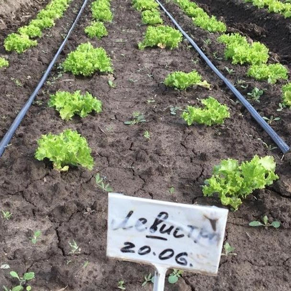 Левистро семена салата лолло блонда (Rijk Zwaan / Райк Цваан) в поле – фото 8