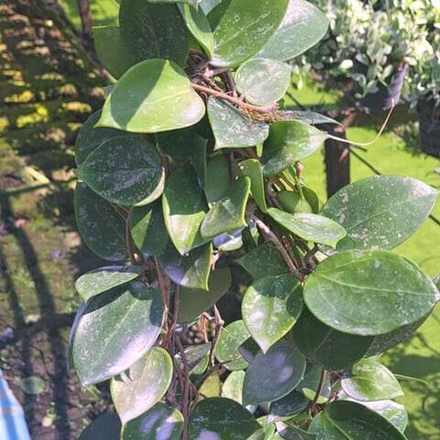 Хойя VERTICILLATA HEART SPLASH