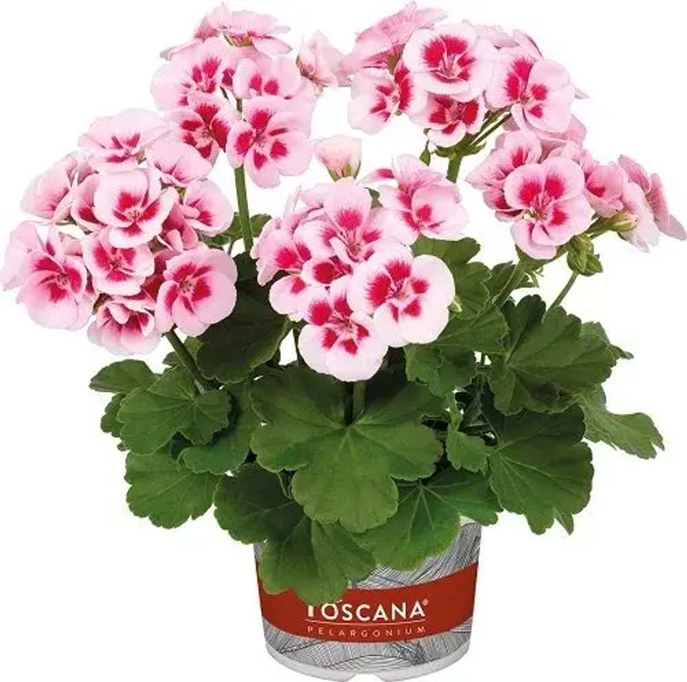 Пеларгония зональная Toscana Smart Splash