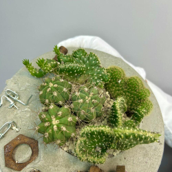 «Эхо города» композиция из кактусов в бетоне