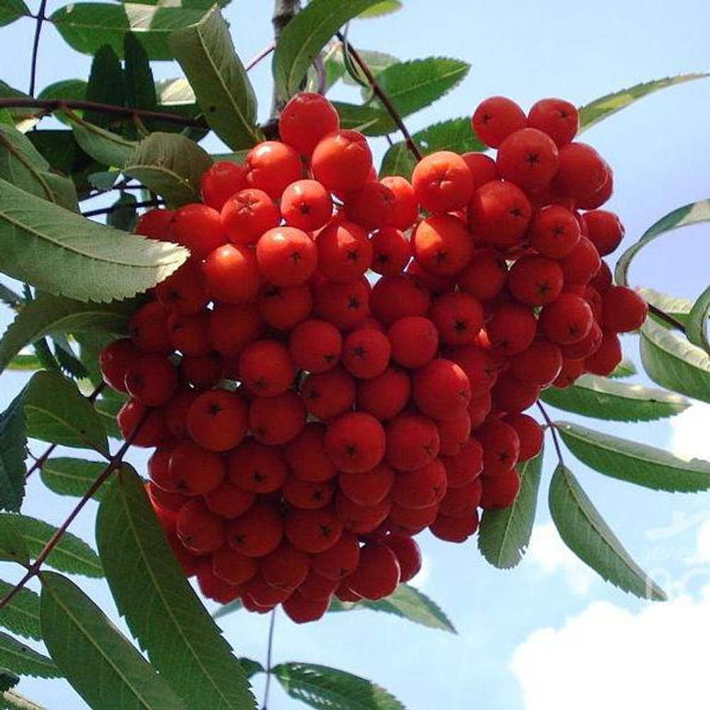 Рябина Сахарная Петрова