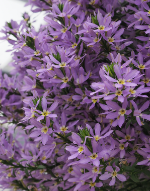 3421 Сцевола STARDIVA STAR LAVENDER