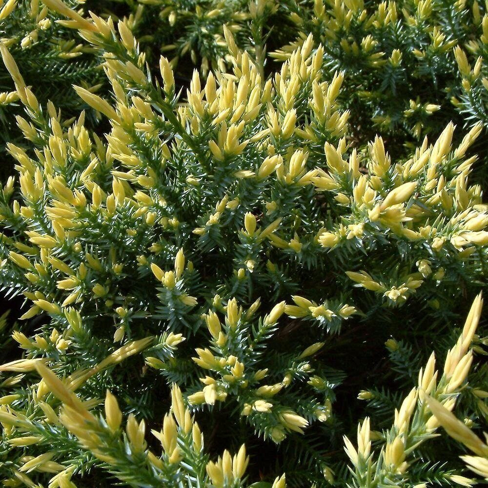 Можжевельник 'Lemon Carpet'