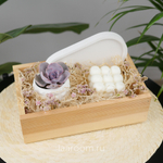 Подарочный бокс суккулент + свеча №4