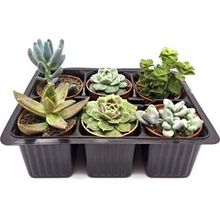 Набор суккулентов D5 №93644