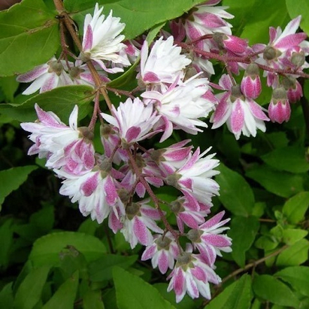 Дейция Розеа Плена