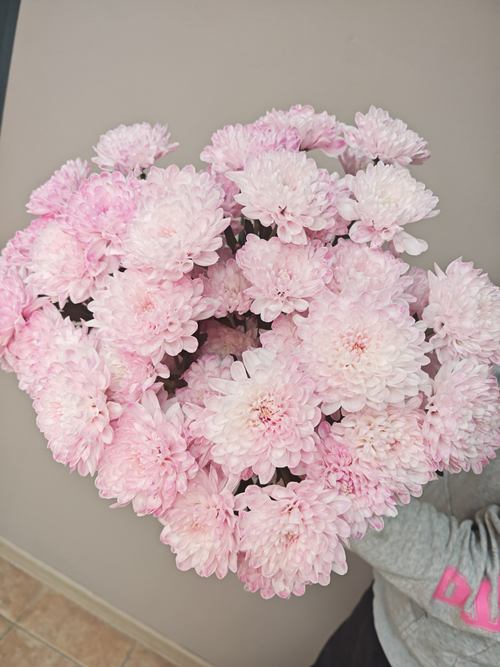 Хризантема в ассортименте