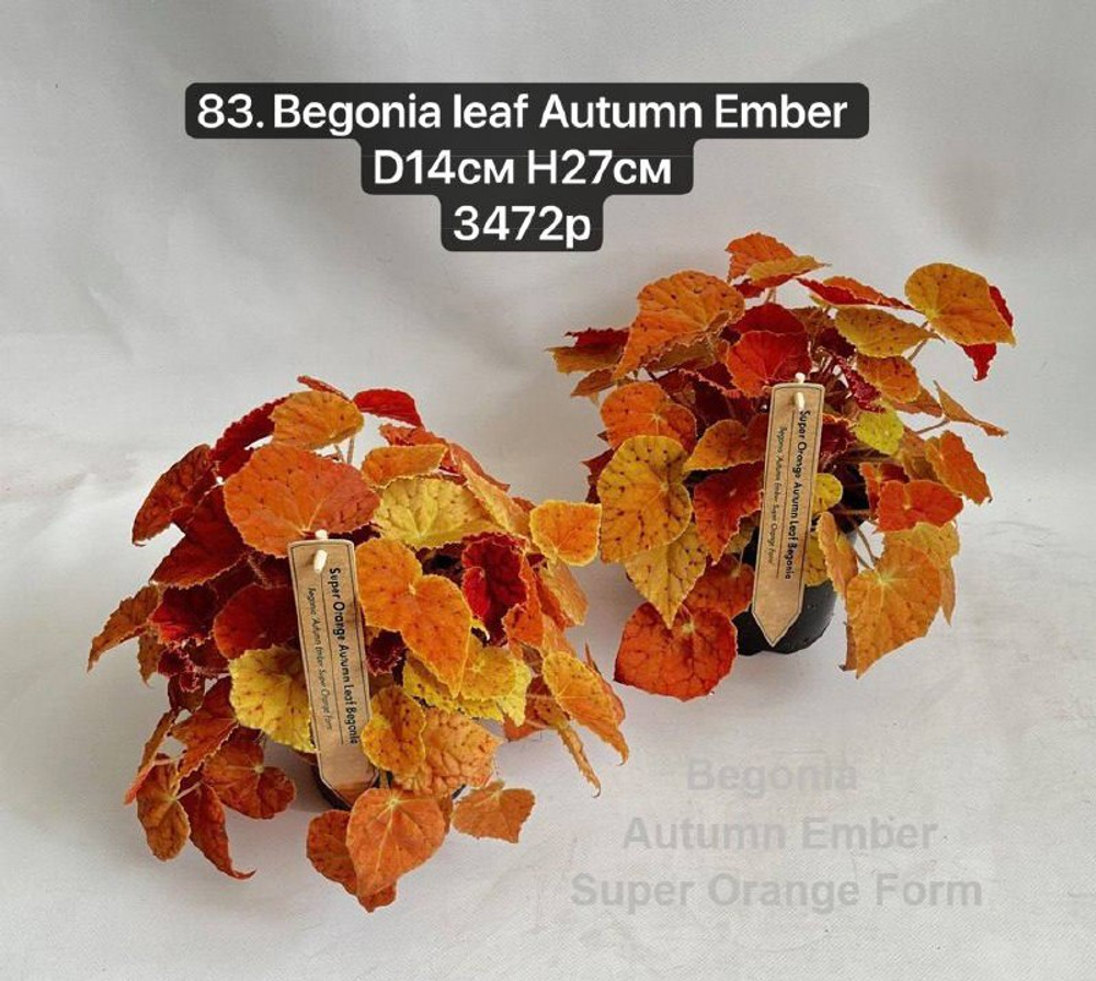 83. Бегония Айтумн Эмбер (Begonia leaf Autumn Ember) D14см Н27см
