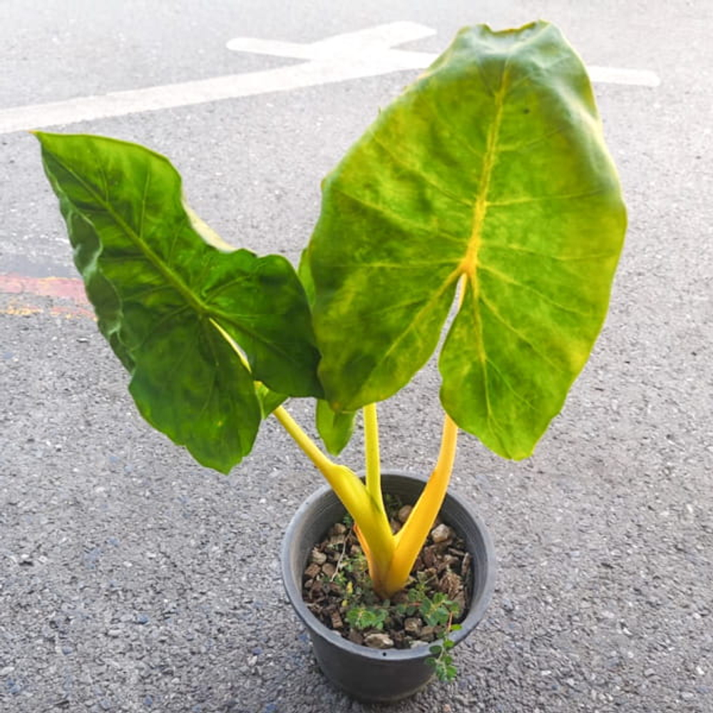 Алоказия MACRORRHIZOS LUTEA
