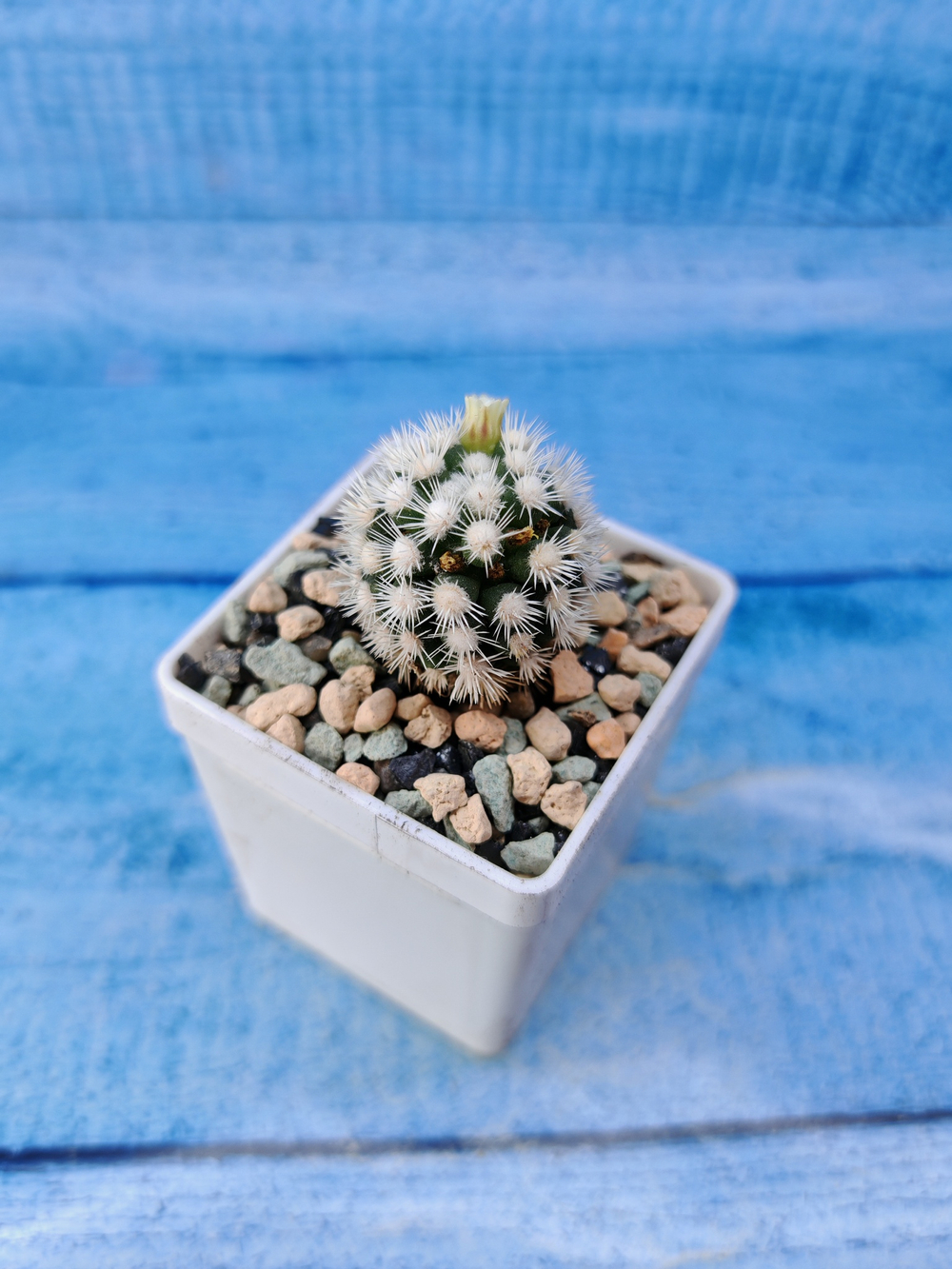 Mammillaria gracilis (Маммилярия)