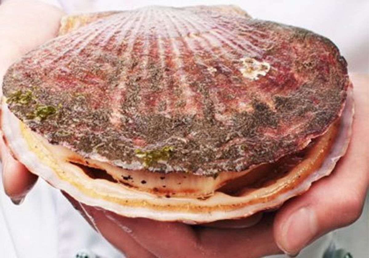 Морской гребешок живой, шт