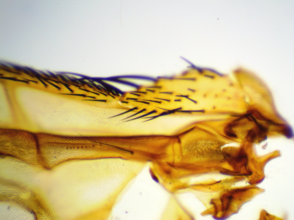 Видеоокуляр ToupCam UCMOS05100KPA