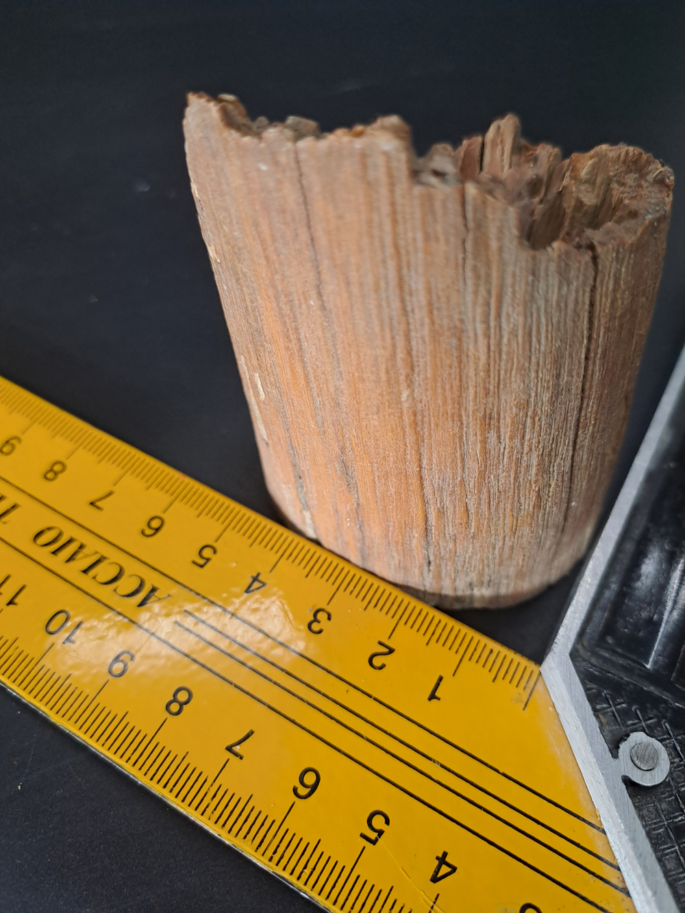 Бивень мамонта для коллекции