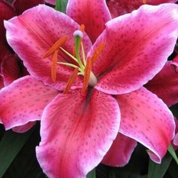 Лилия Корвара