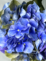 Гортензия голубая премиум