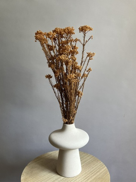 Озотамнус стабилизированный терракотовый