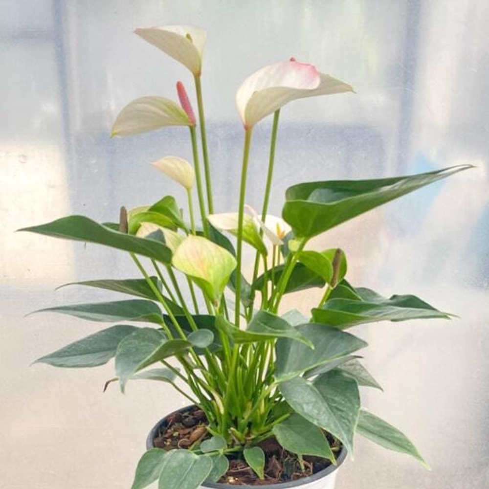 Антуриум Андрэ LIPA PINK MINI