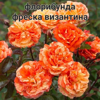 ФРЕСКА ВИЗАНТИНА