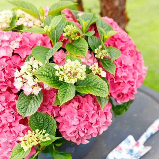 Гортензия крупнолистная Музыкальная коллекция Пинк Понг С2 Закупка М31 апрель 2026