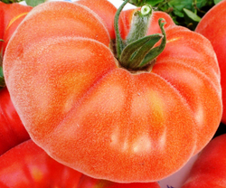 Помидоры Абрикос