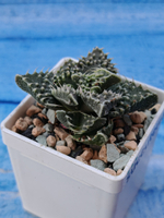 Faucaria Tuberculosa (Фаукария)