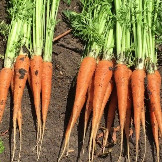 Кордоба F1 семена моркови курода/шантане (Bejo / ALEXAGRO) культура – фото 3