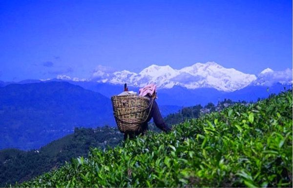 ЧАЙ С ПРЕДГОРЬЯ ГИМАЛАЕВ