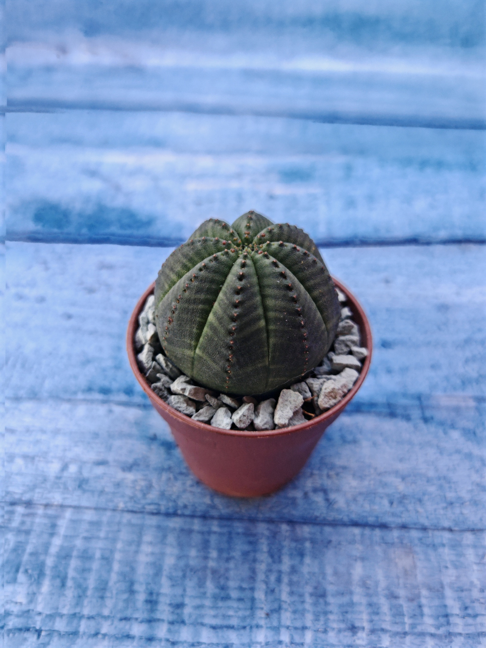 Суккулент Euphorbia Obesa (Эуфорбия)