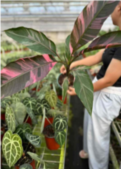 Банан Musa Florida Variegata д.12